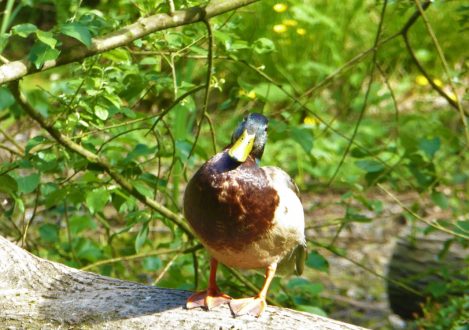 bird