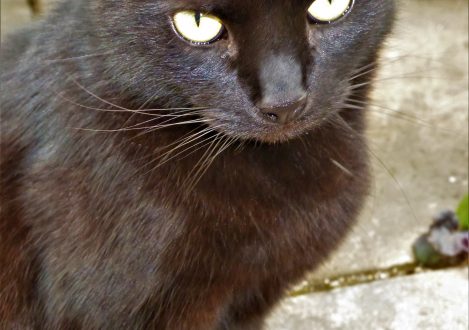 cat with bright eyes