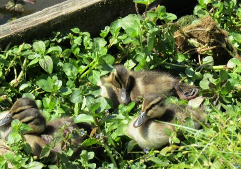 ducklings