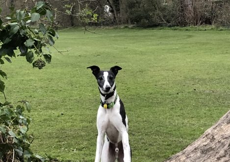 dog on a tree