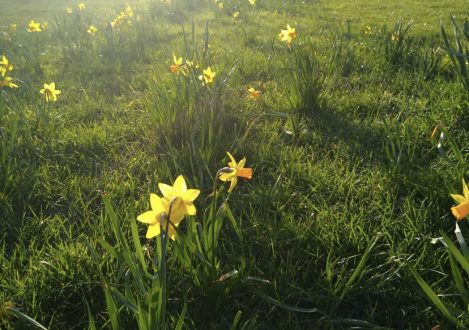 flowers in a field