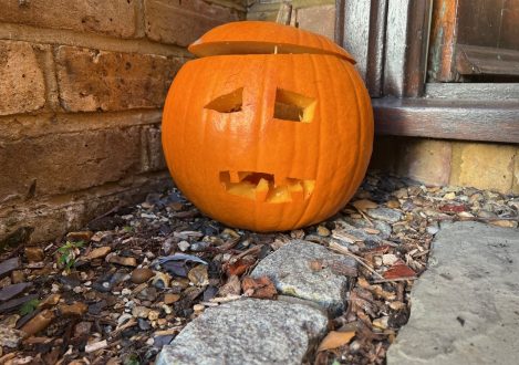 pumpkin on bark