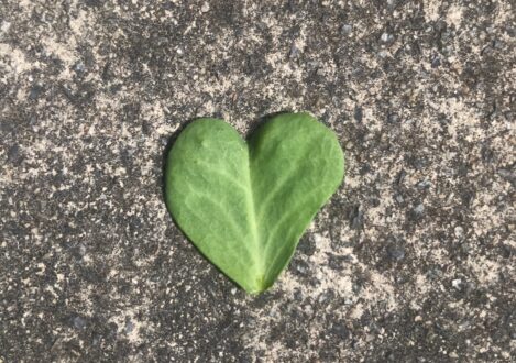 heart shaped leaf