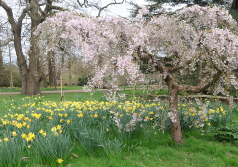 cherry blossoms and daffodils growing