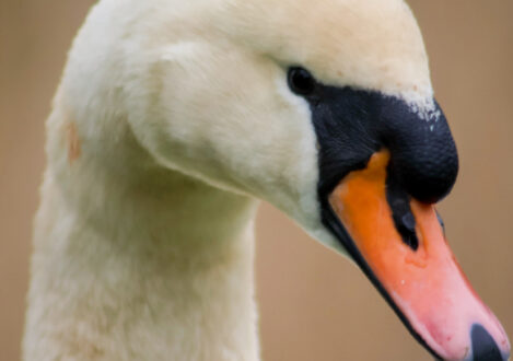 swan head