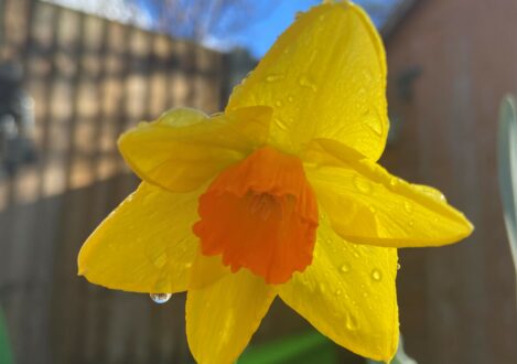 daffodil