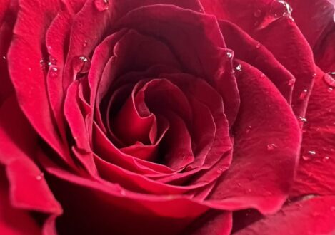 Rose with water droplets