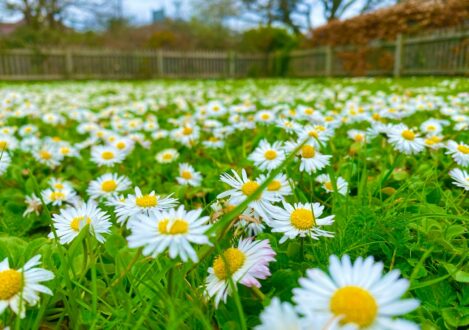 daisies