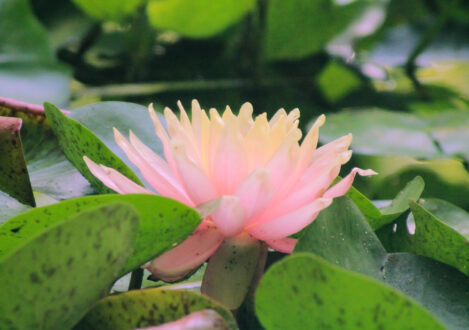 flowers on a pond