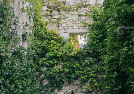 greenery above old brick