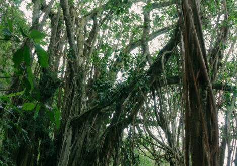 mangrove forest