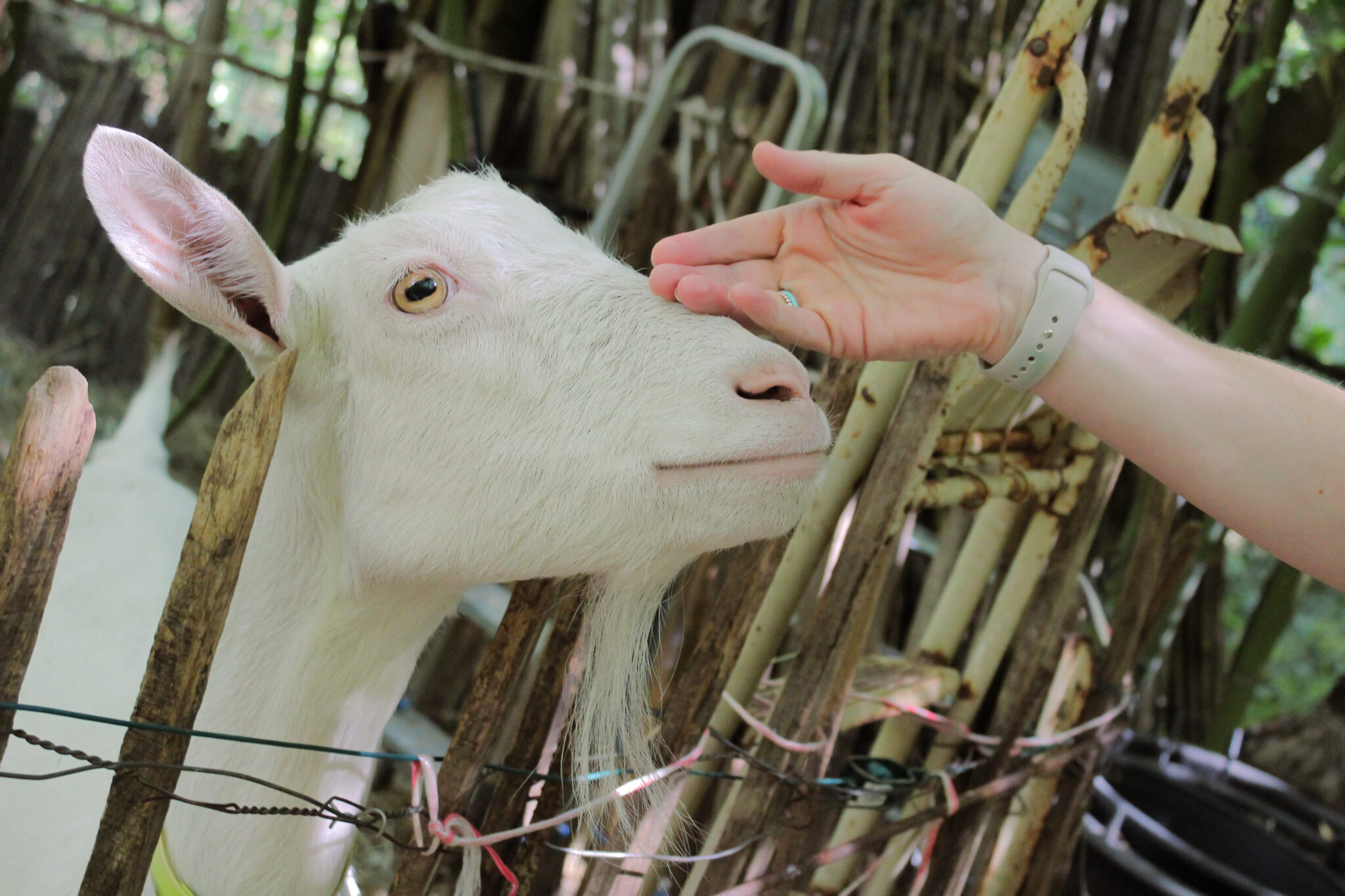 hand on a goat's head