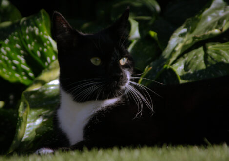 black and white cat