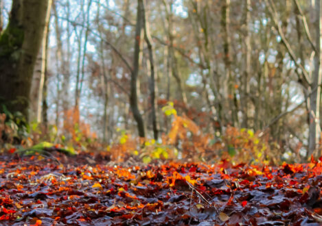 autumn leaves on the ground