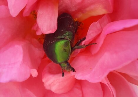 beetle in a flower