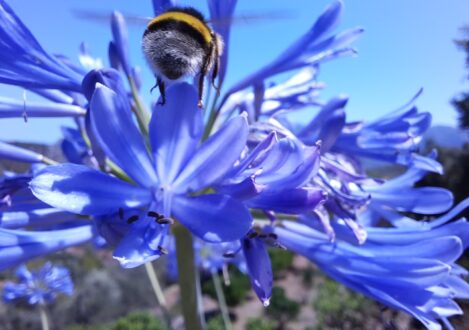 bee on a flower