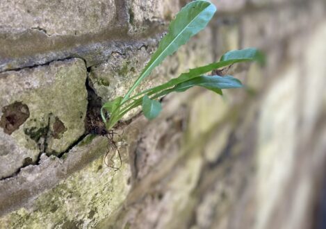 weed in the brick wall