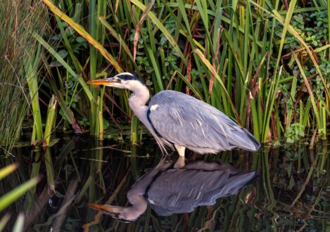 Matthew Hamilton Dyson 7G